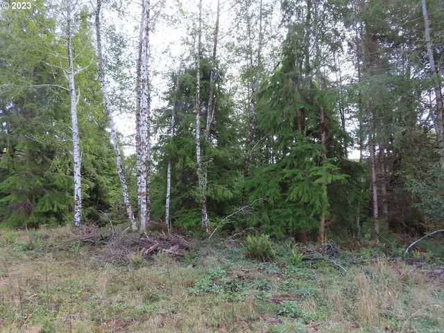 a view of a forest with a tree