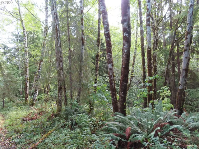 a view of forest