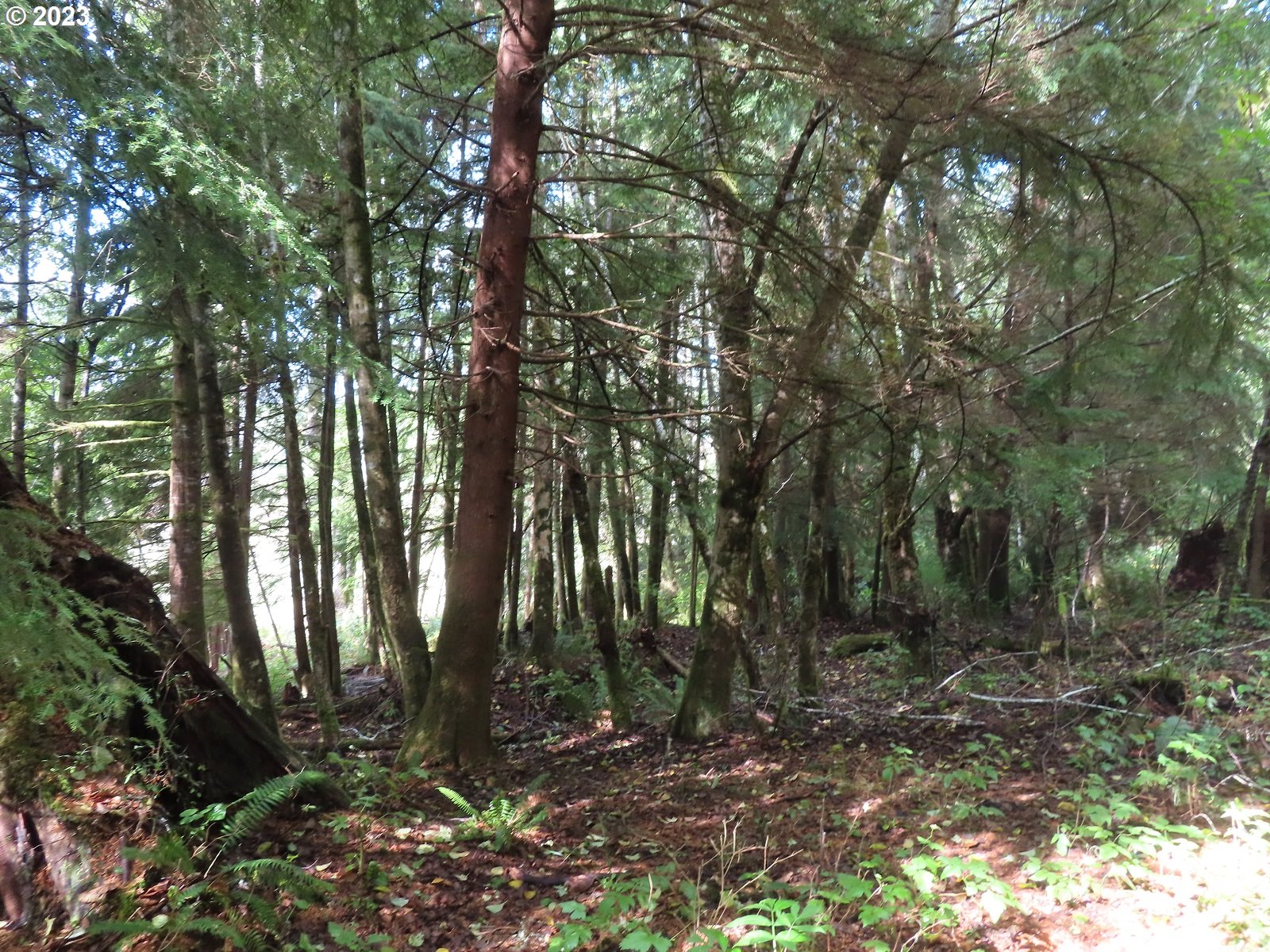 101 State Route, Unit 2 South Bend, WA 98586 - Photo 18 of 23 a view of forest