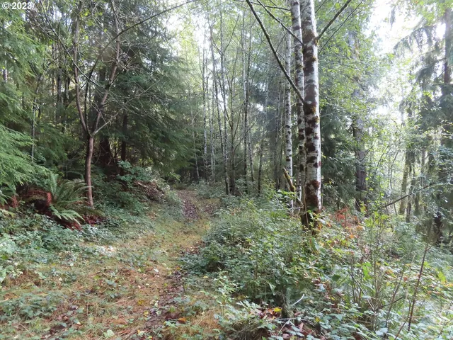 a view of a forest that has large trees