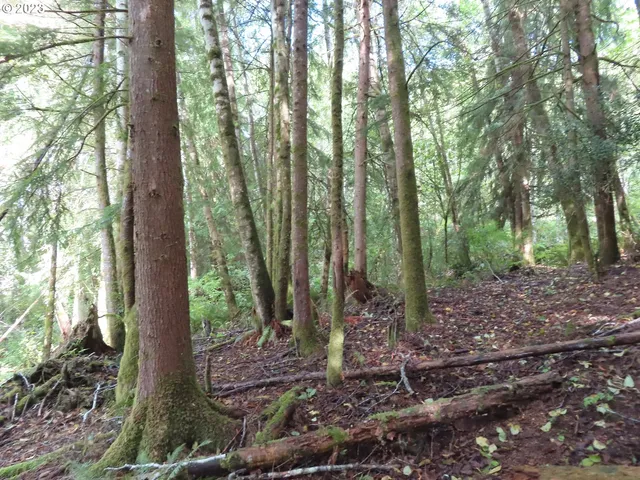 a view of a yard with plants and a tree