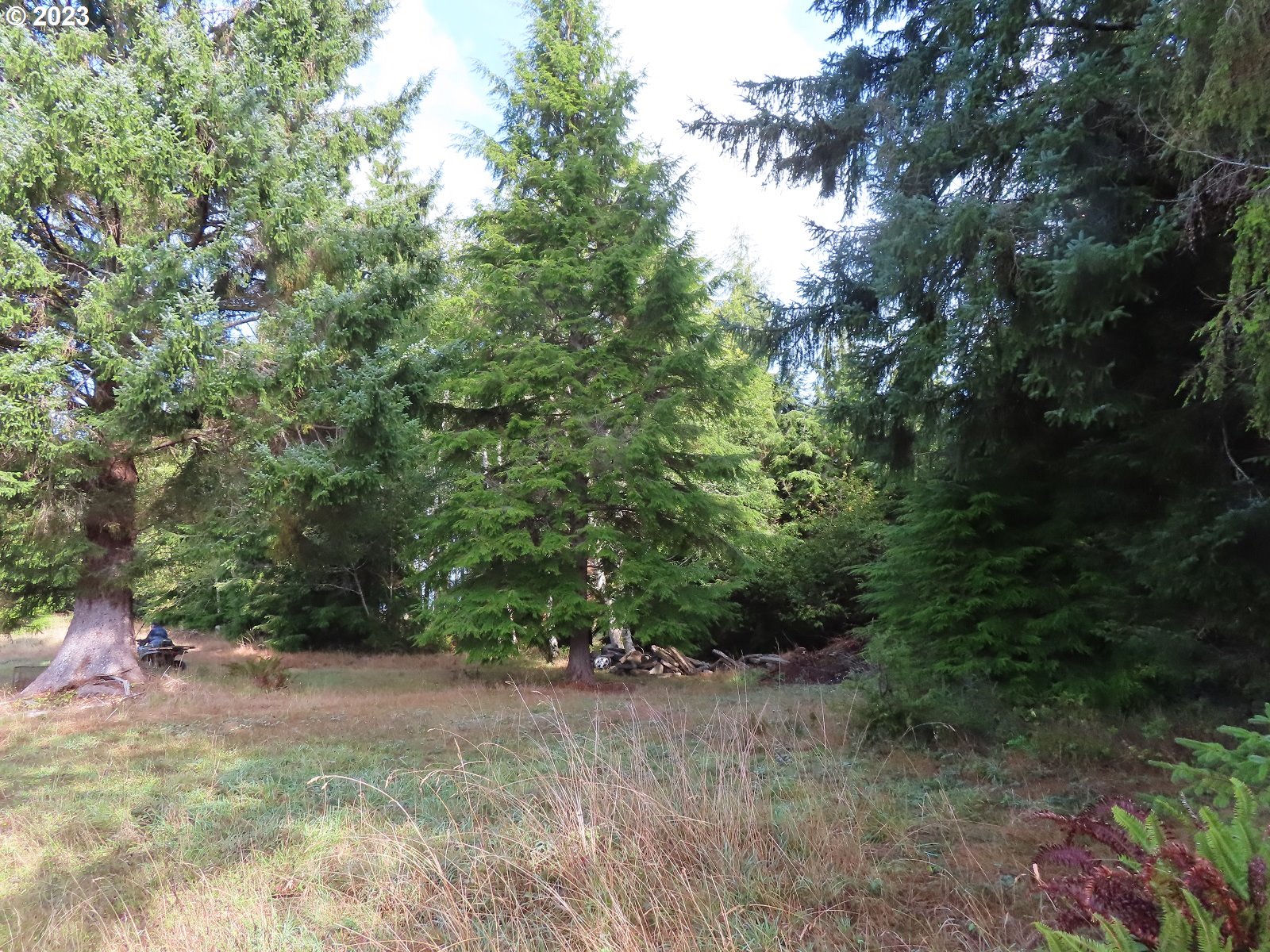 101 State Route, Unit 2 South Bend, WA 98586 - Photo 21 of 23 a view of a yard with plants and a tree