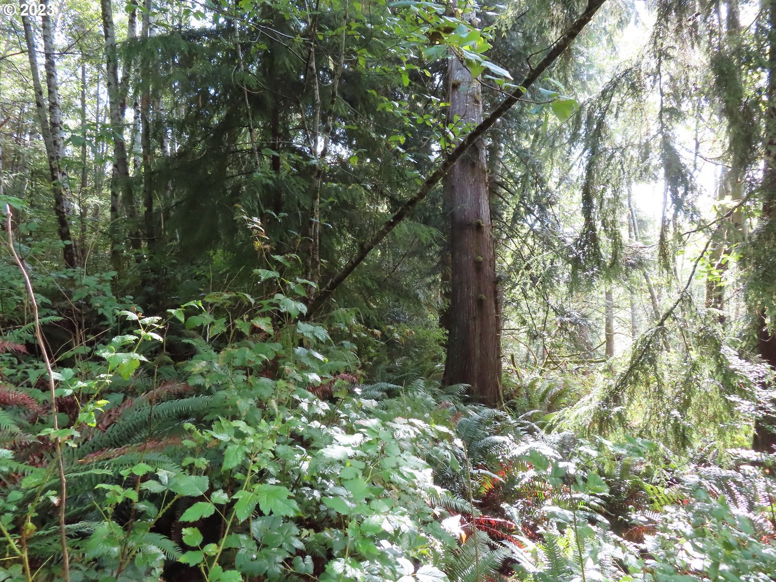 101 State Route, Unit 2 South Bend, WA 98586 - Photo 3 of 23 a view of a tree in a forest