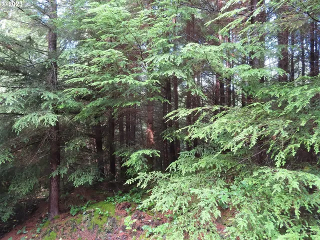 a backyard of a house with lots of trees
