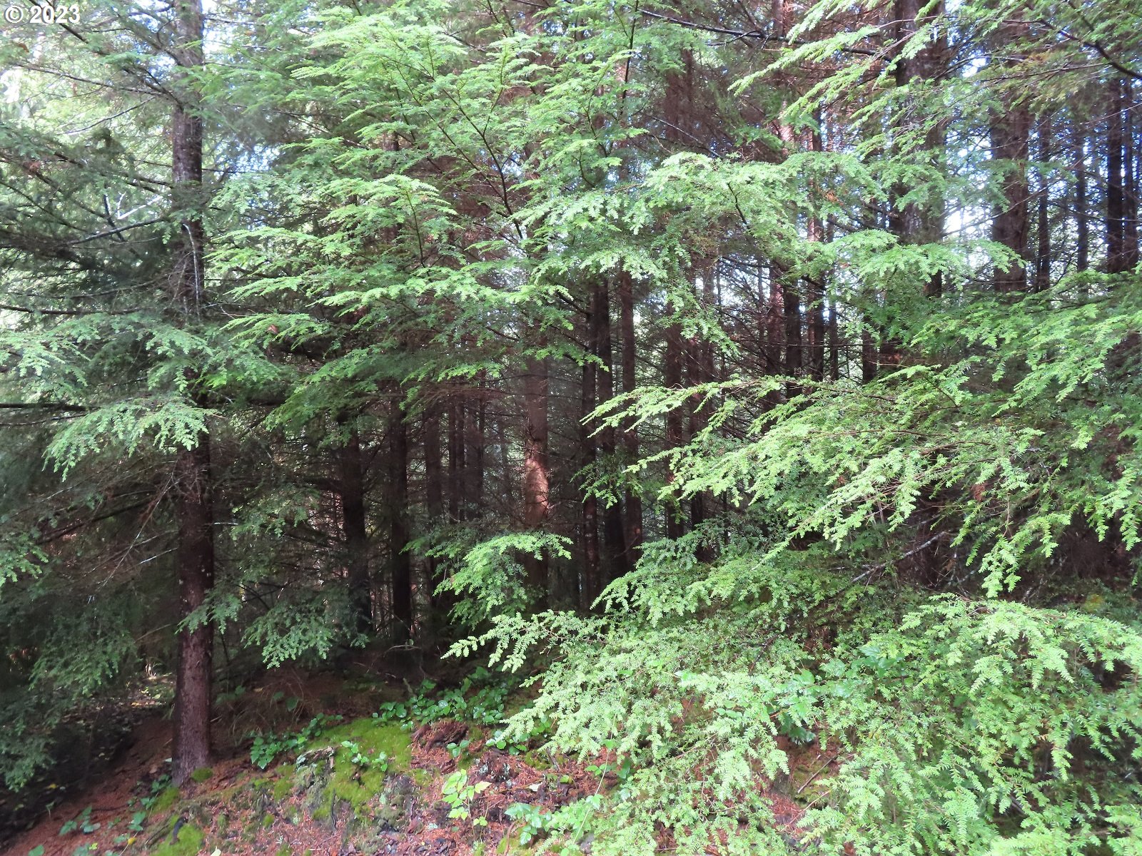 101 State Route, Unit 2 South Bend, WA 98586 - Photo 4 of 23 a plant view in yard