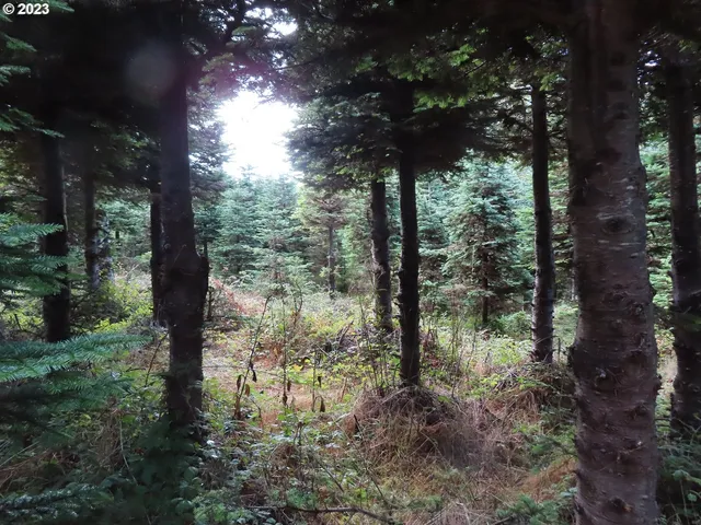a view of a forest with trees