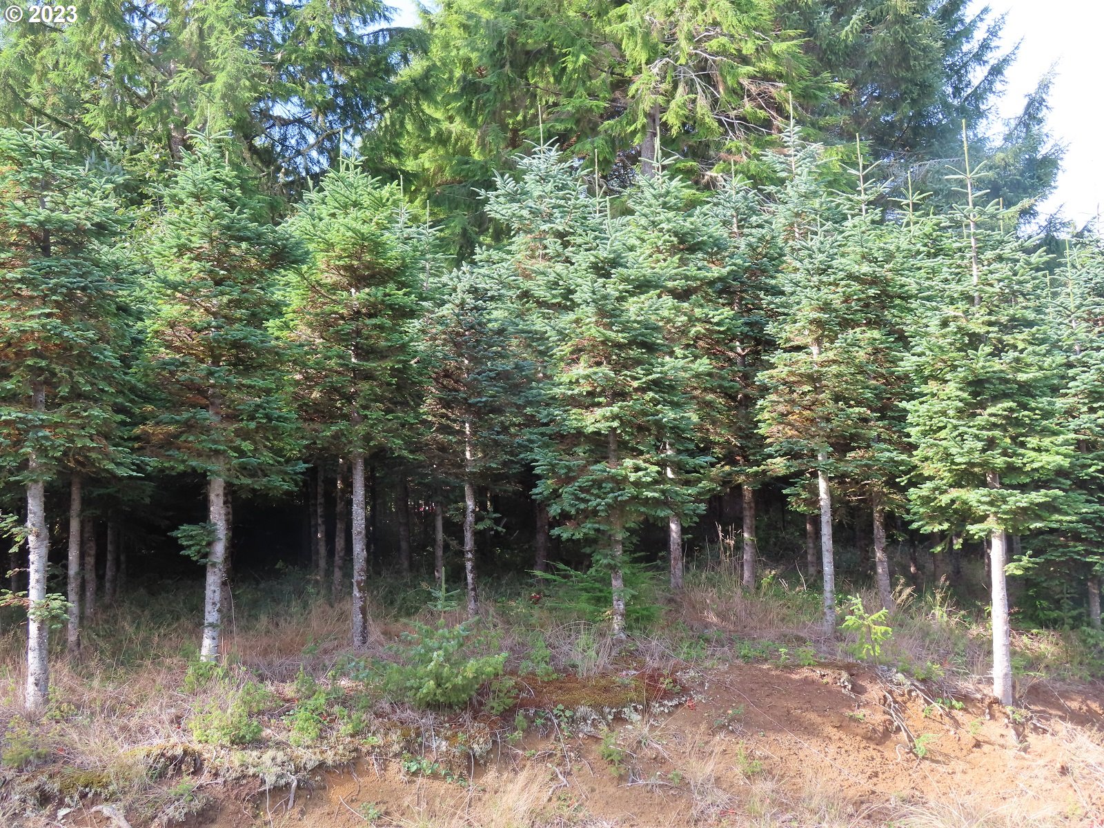 101 State Route, Unit 2 South Bend, WA 98586 - Photo 8 of 23 a backyard of a house with lots of green space