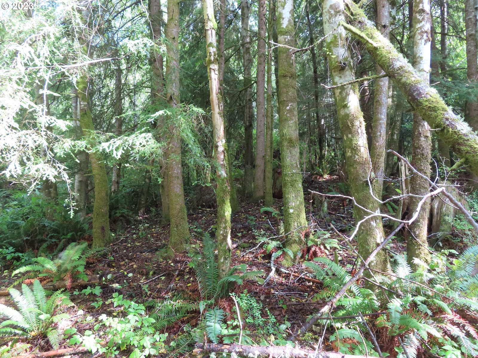 101 State Route, Unit 2 South Bend, WA 98586 - Photo 9 of 23 a view of forest