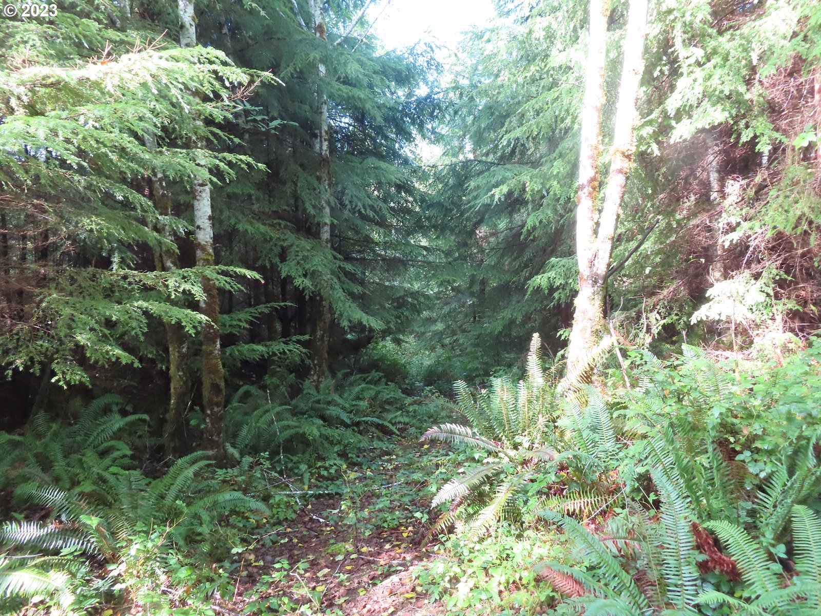 101 State Route, Unit 2 South Bend, WA 98586 - Photo 10 of 23 a view of a house with a tree