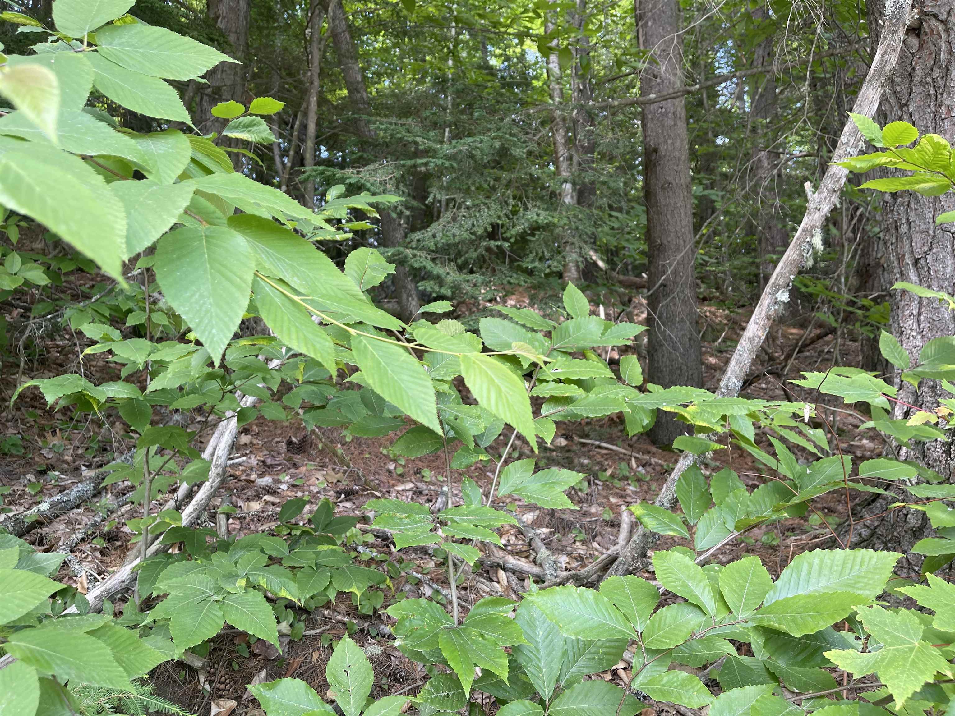9 Branch Road, Unit 9 Weare, NH 03281 - Photo 19 of 20