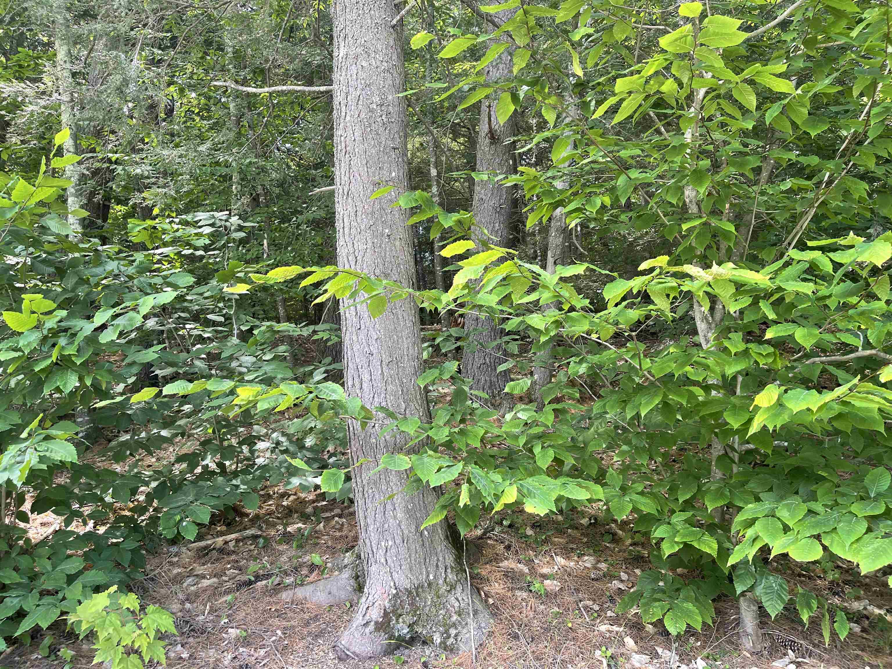 9 Branch Road, Unit 9 Weare, NH 03281 - Photo 20 of 20