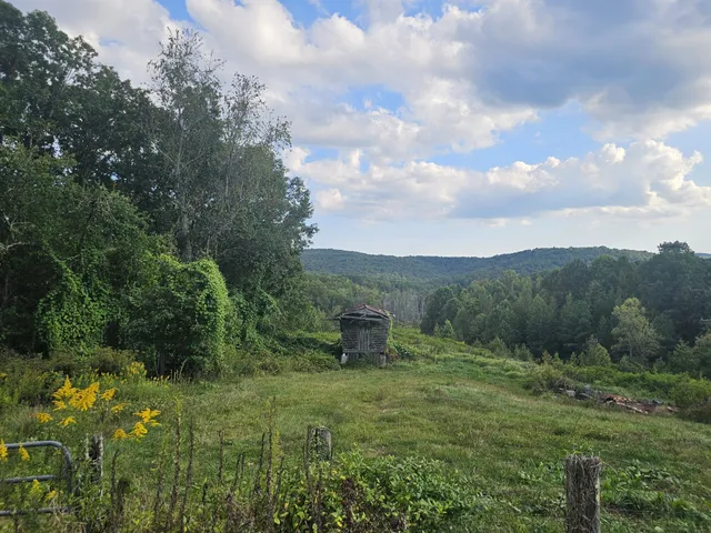 a view of a garden with an tree