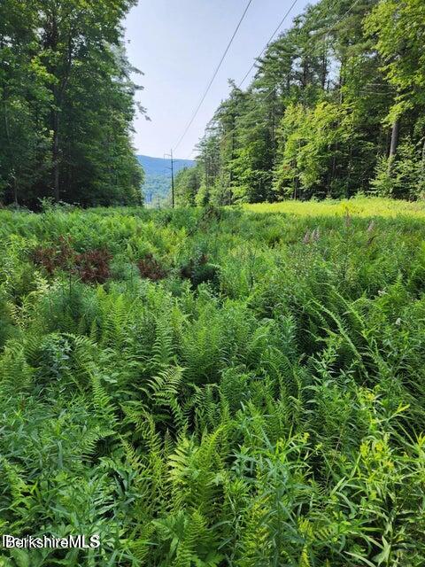 a view of a lush green space