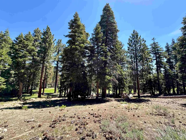 a view of a park with large trees
