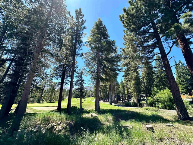 a view of a trees with a yard