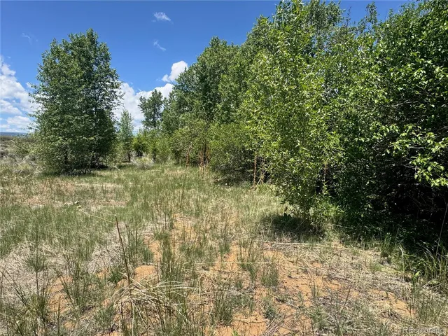 a view of a yard with plants and a tree