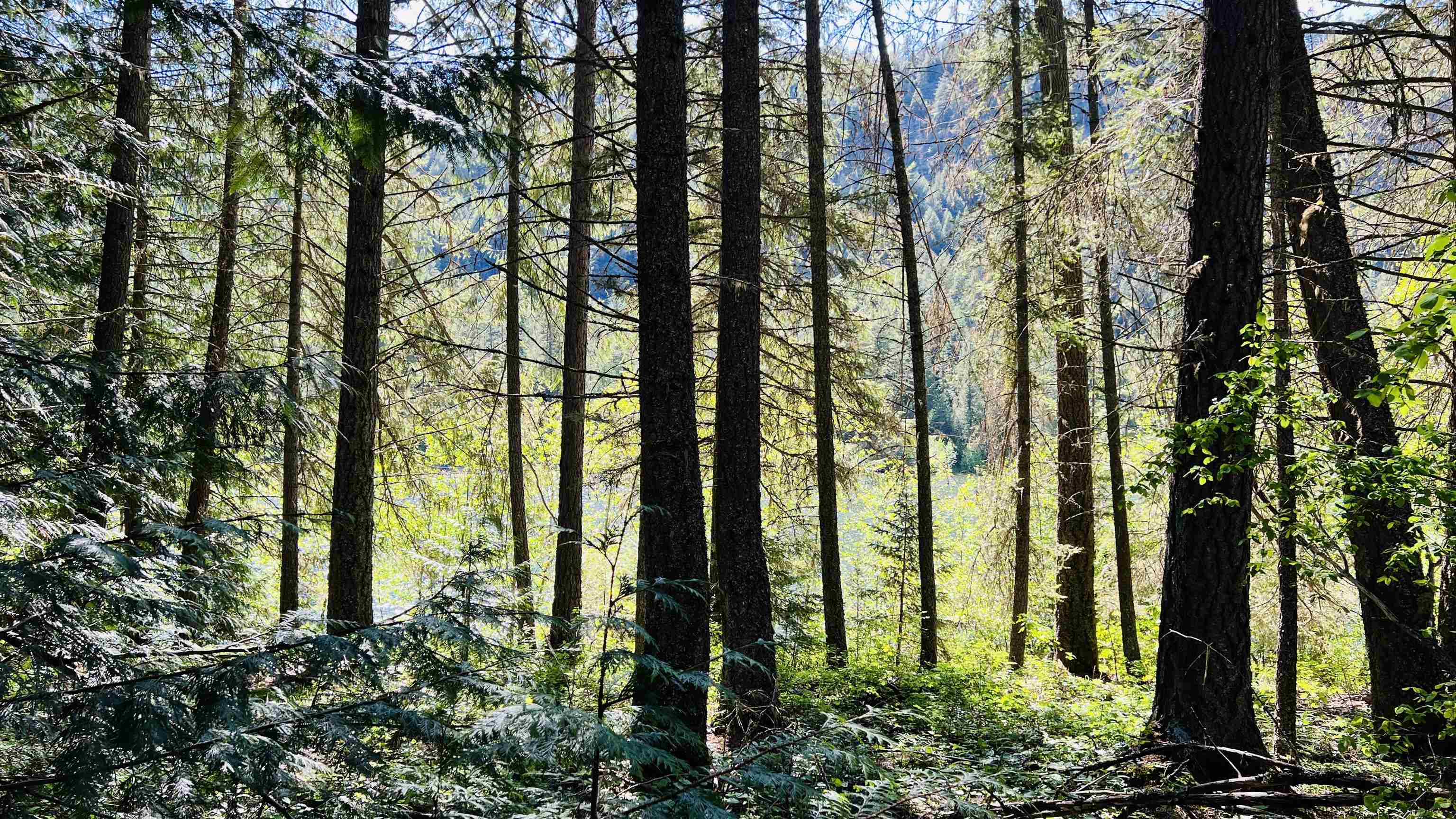 Nka Nka Phalon Lake Road Evans, WA 99126 - Photo 36 of 50