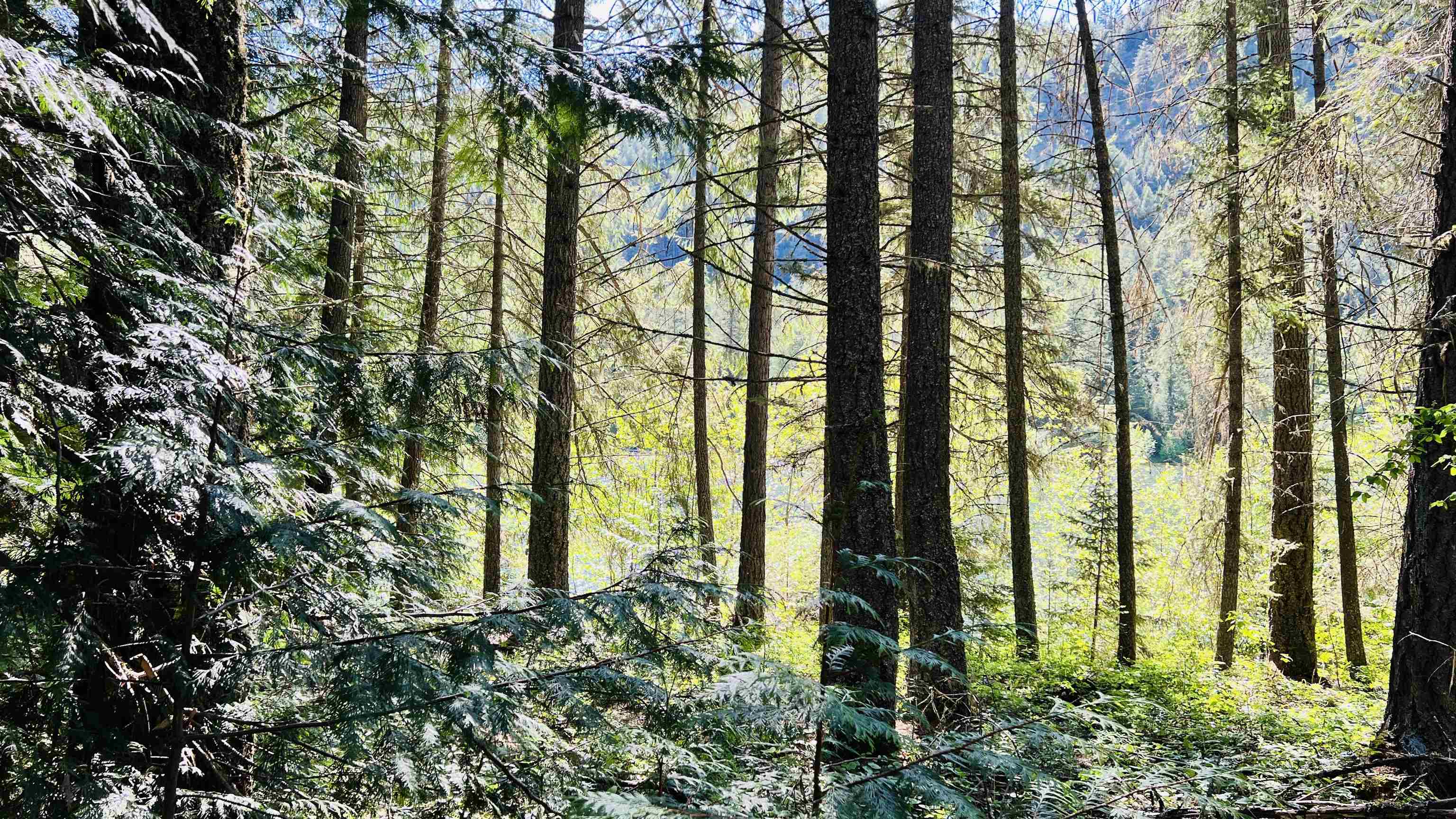 Nka Nka Phalon Lake Road Evans, WA 99126 - Photo 37 of 50