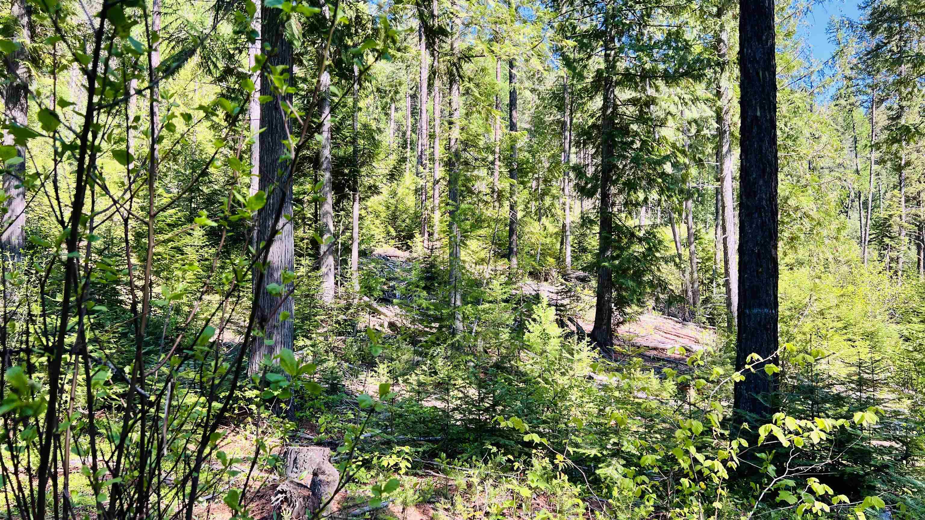 Nka Nka Phalon Lake Road Evans, WA 99126 - Photo 8 of 50