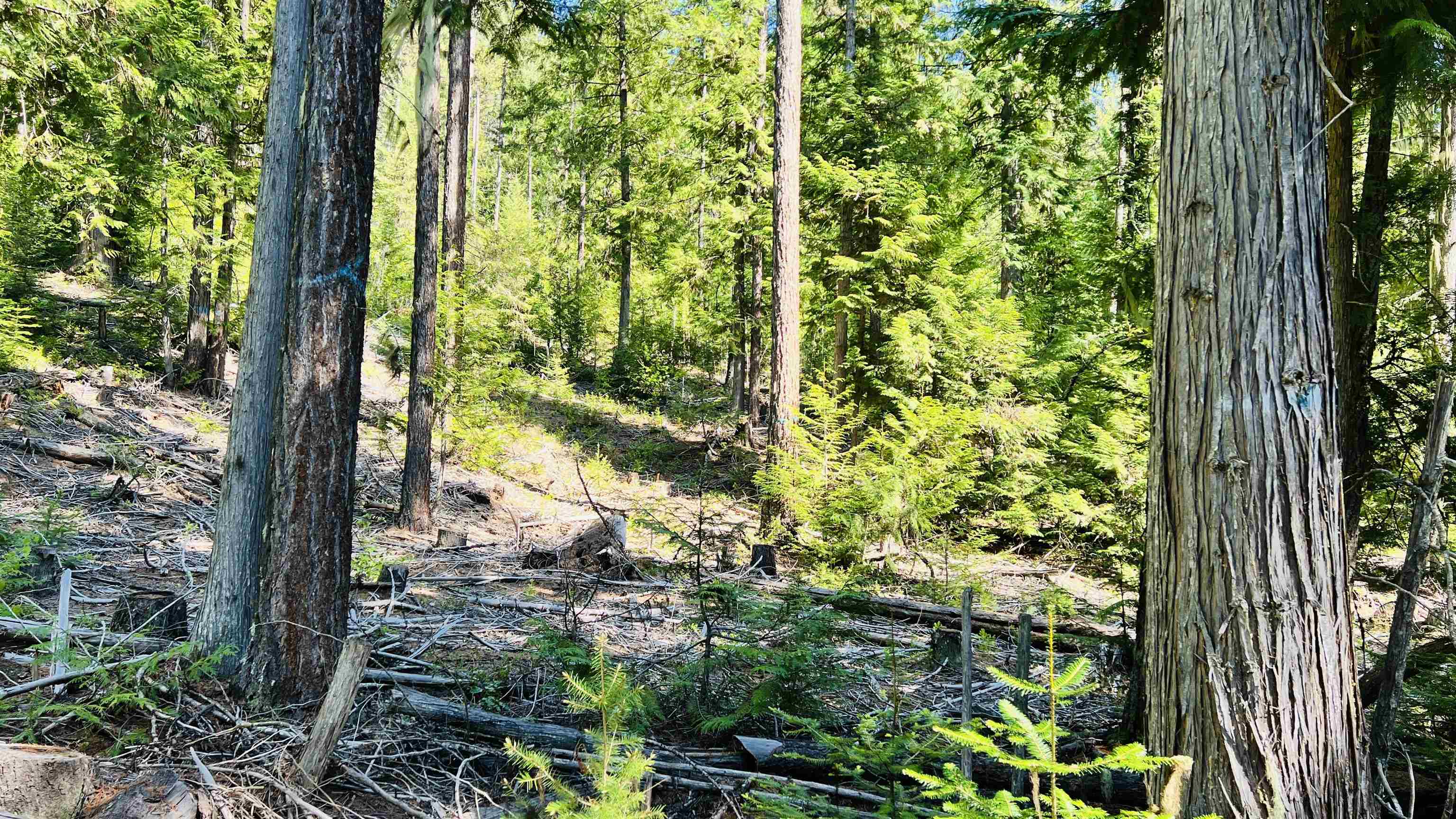 Nka Nka Phalon Lake Road Evans, WA 99126 - Photo 10 of 50