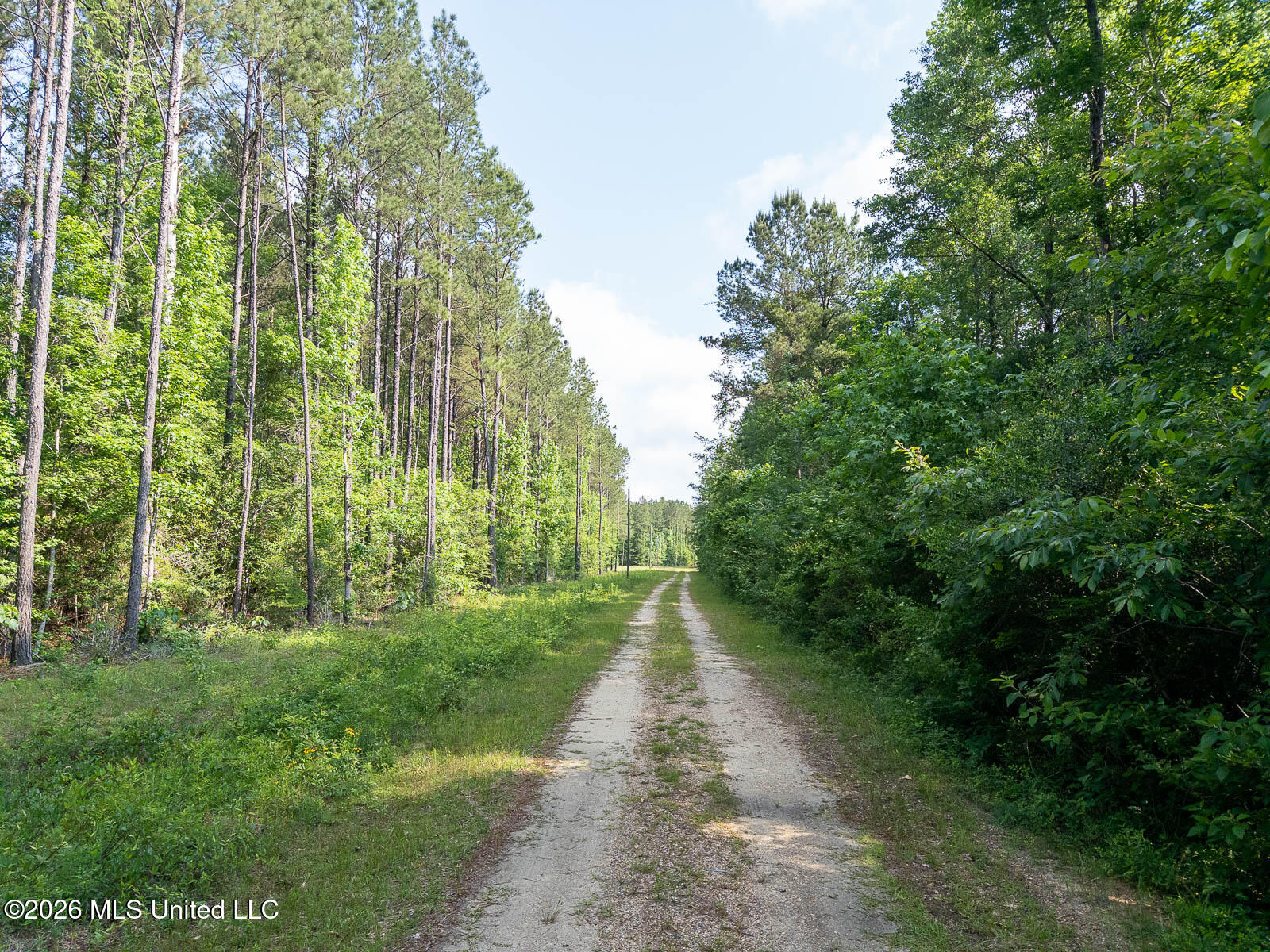 Perry Lake Road Beaumont, MS 39423 - Photo 4 of 16 10-acres-Perry-County-Thompson-Creek-4-a