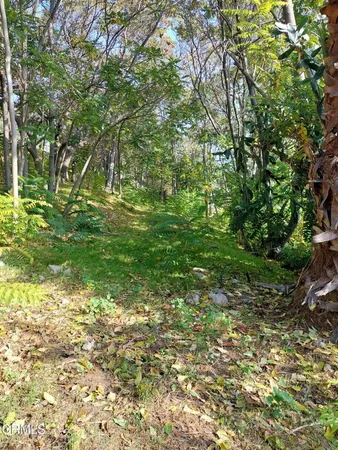 a backyard of a house with lots of plants and large trees