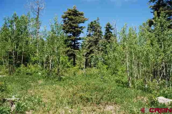 a view of a lush green forest