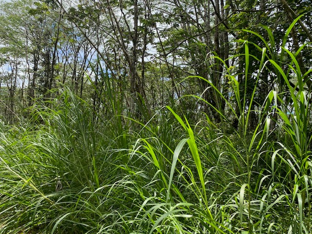 14-3525 Lot 228 Pikake Road Pahoa, HI 96778 - Photo 9 of 11