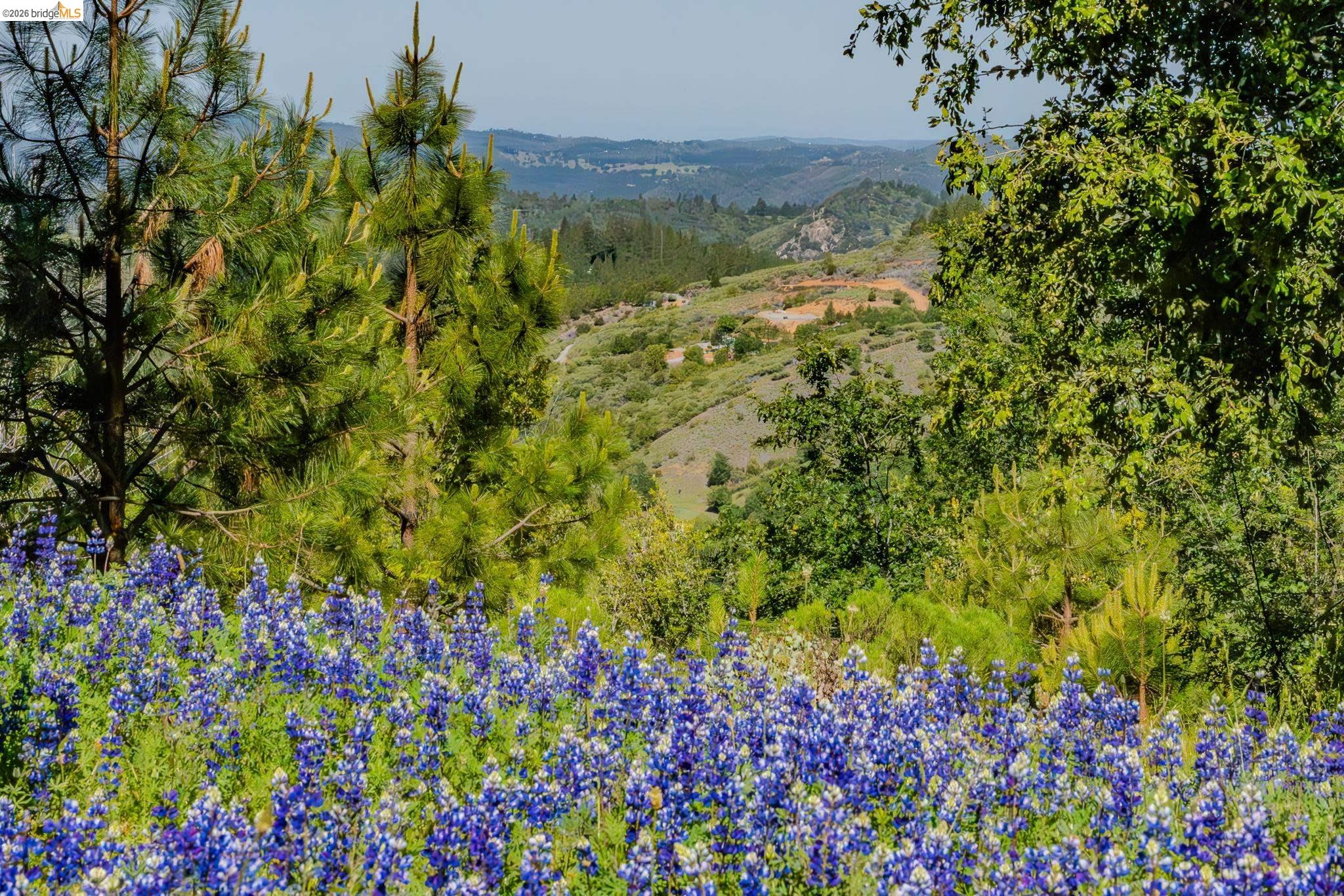 6161 Fullen Road Murphys, CA 95247 - Photo 3 of 53 a view of a garden with flowers