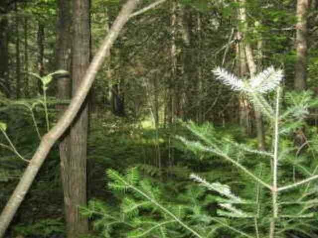 Lot 2 Weber Lake Road Mercer, WI 54547 - Photo 7 of 10 Gallery Image 7