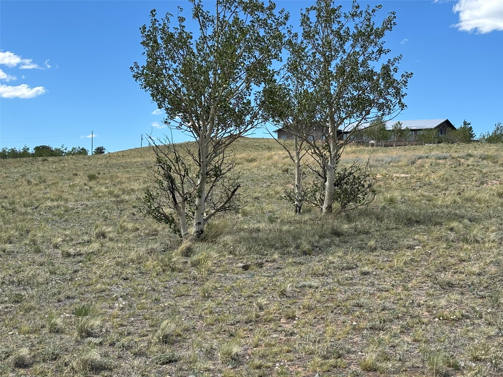 135 Hawk Way Como, CO 80432 - Photo 18 of 22 a view of a yard with a tree