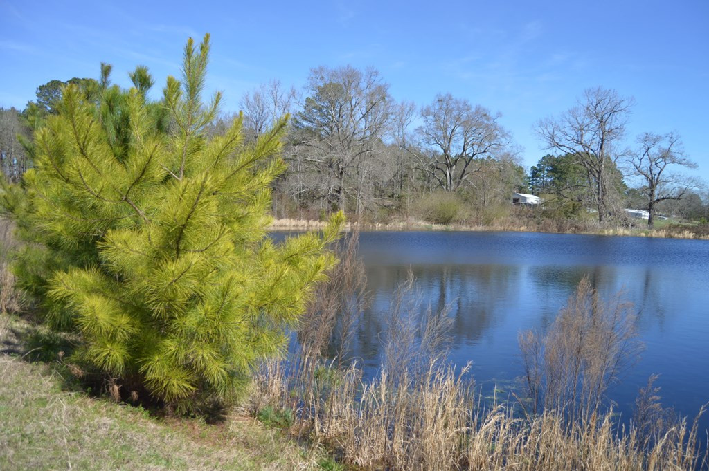 0 Mayo Road Ridge Spring, SC 29129 - Photo 8 of 14