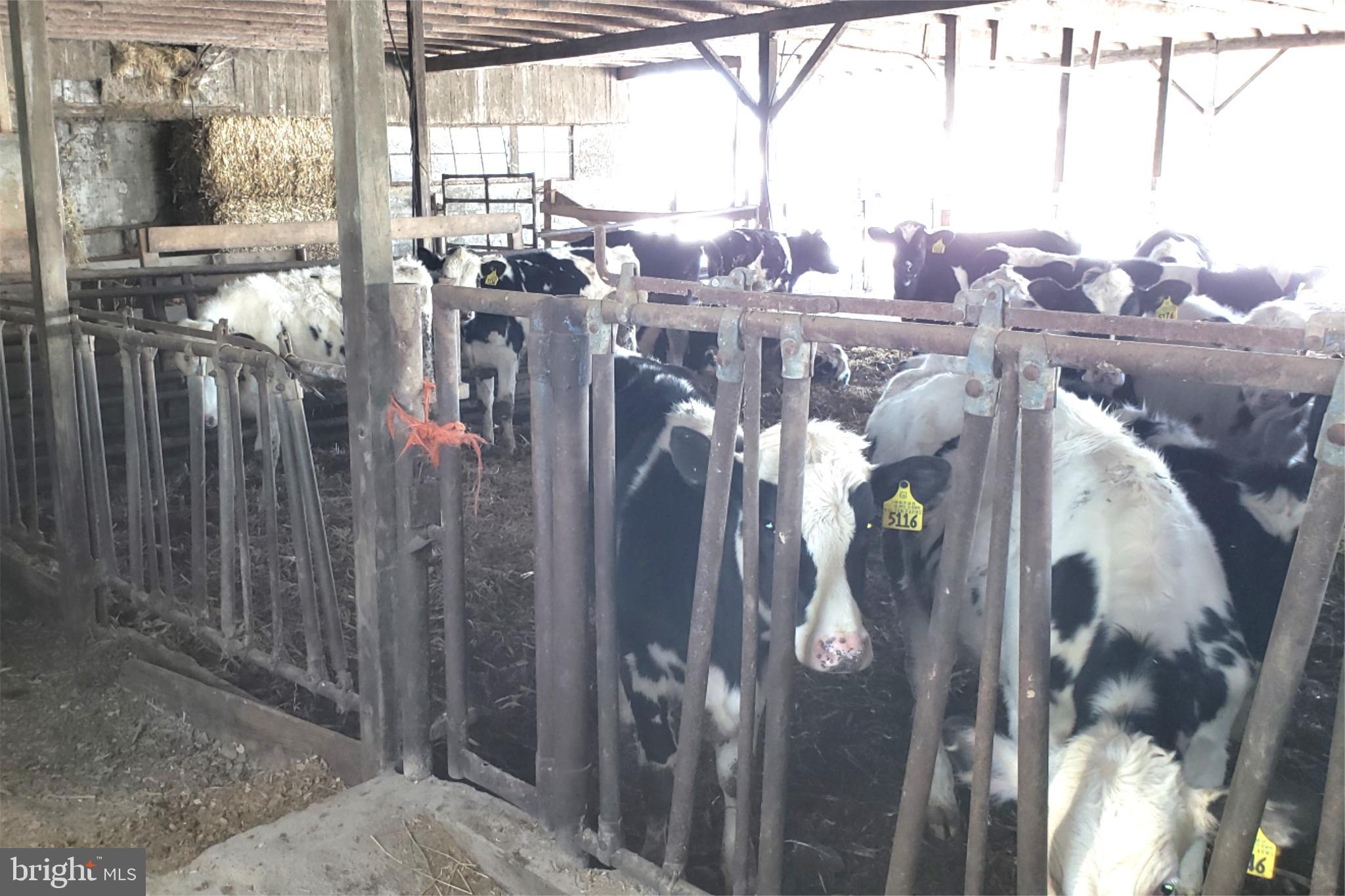 174 Fernwood Road Cochranville, PA 19330 - Photo 18 of 22 Cows in a rustic barn setting.