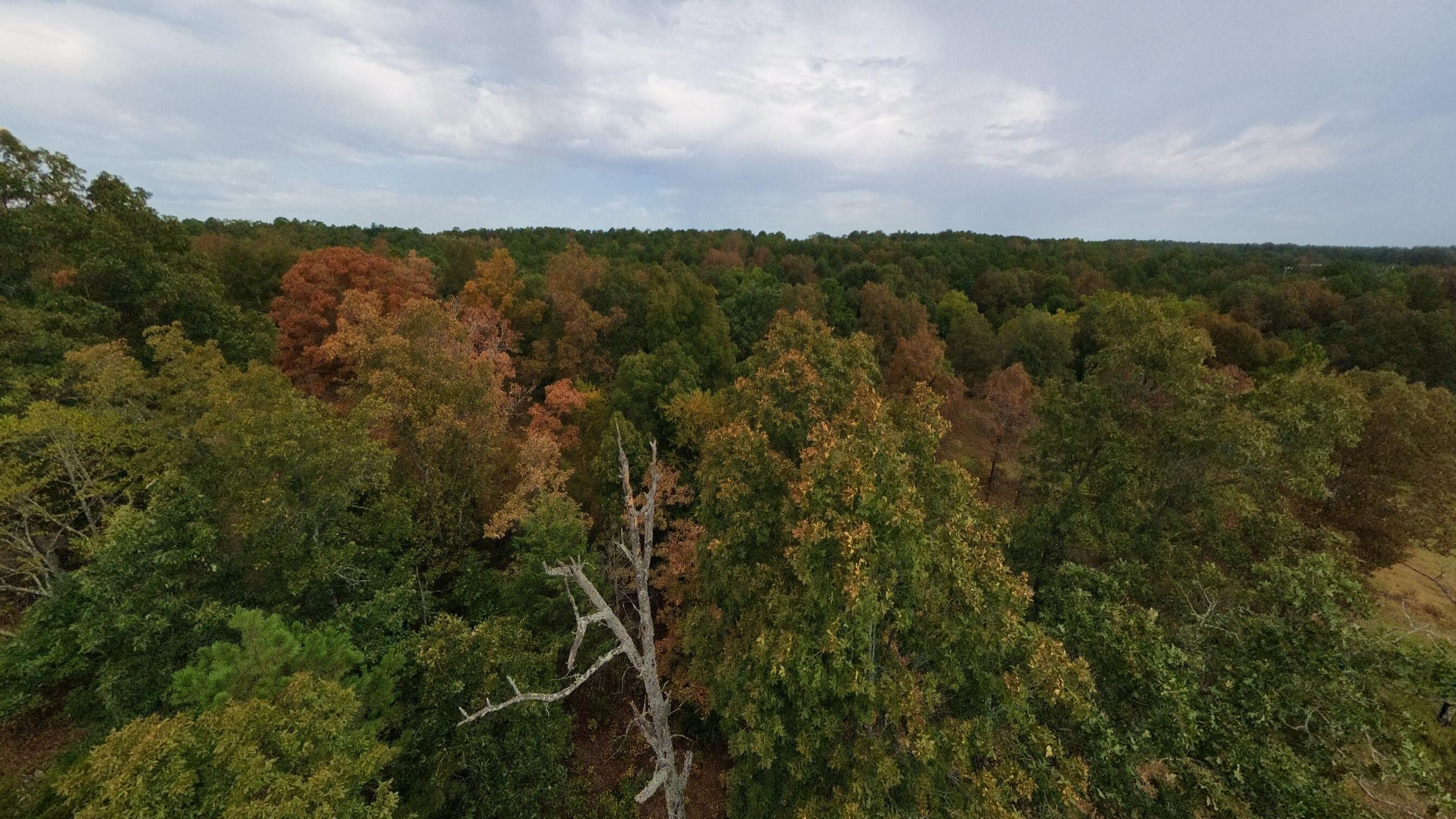 517 Sawmill Road Brockwell, AR 72517 - Photo 37 of 54 40 acres035