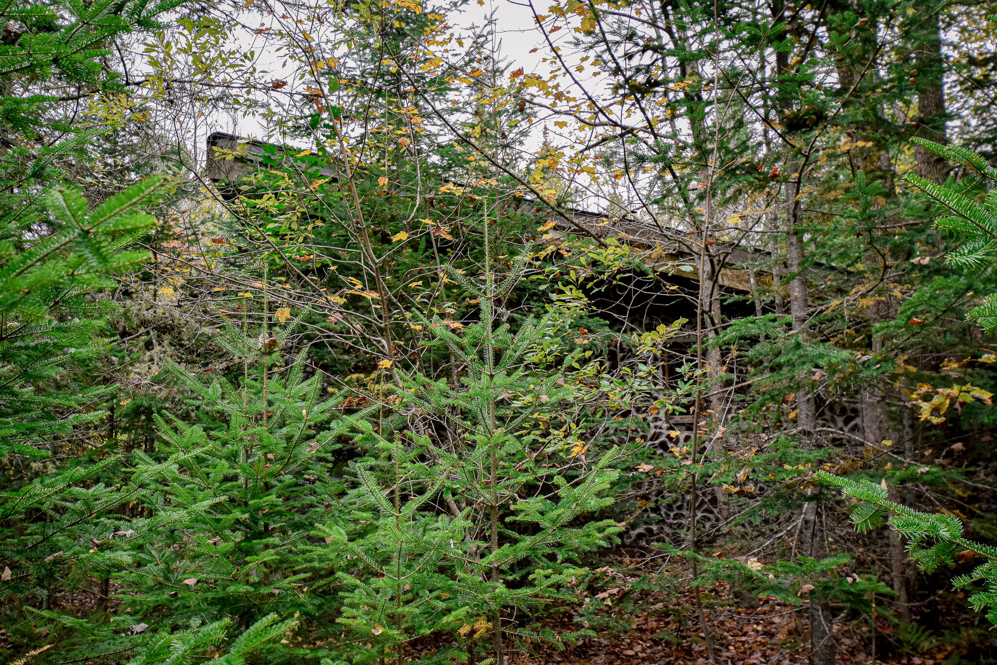 Lot 8 Coles Corner Road Abbot, ME 04406 - Photo 59 of 77 DSC_0971