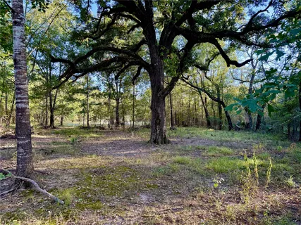 a view of a tree in the middle of a yard