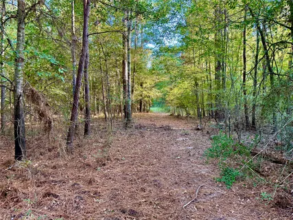 a view of a forest with trees in the background