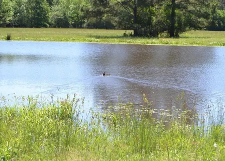 a view of a yard with large trees