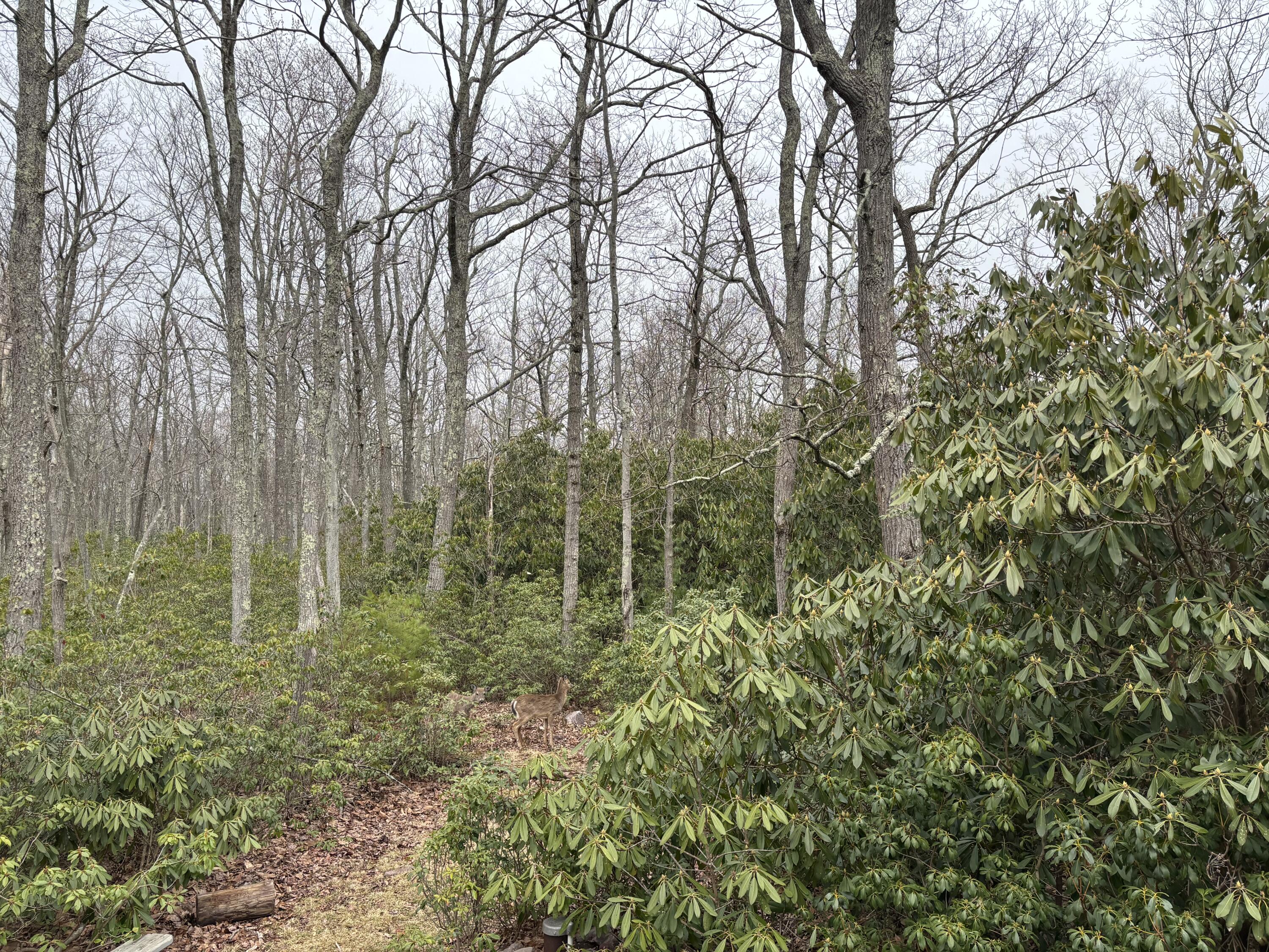 49 Algonkin Road Jim Thorpe, PA 18229 - Photo 4 of 45 yard