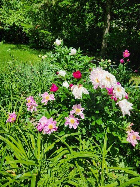 106 Cross Road Minot, ME 04258 - Photo 48 of 51 40. Peonies and more