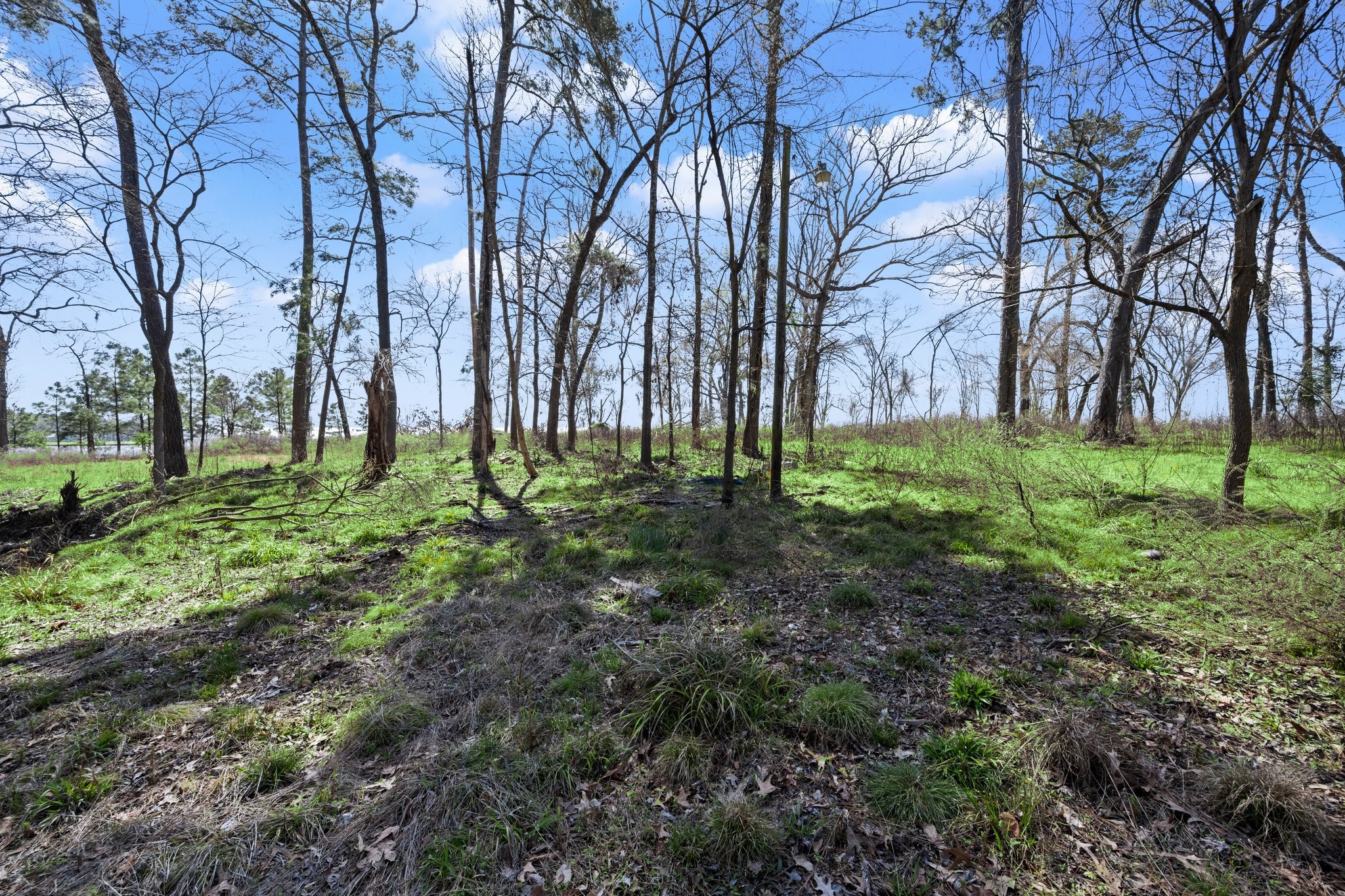 2405 Barrett's Landing Road Trinity, TX 75862 - Photo 27 of 48 a big yard with lots of green space and deers