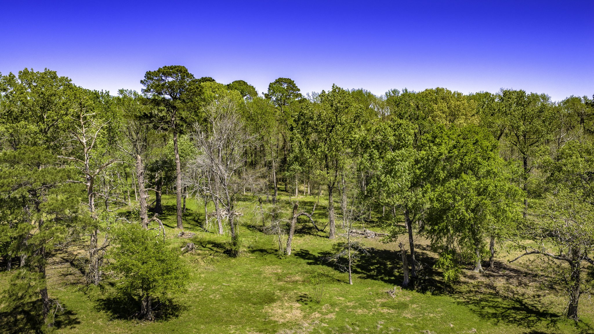 2405 Barrett's Landing Road Trinity, TX 75862 - Photo 28 of 30 a view of a yard