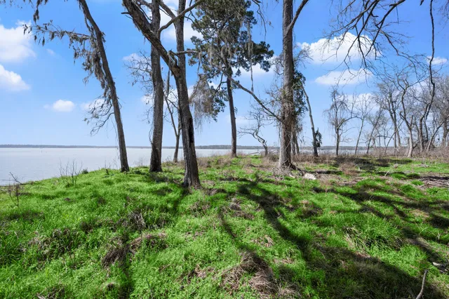 a view of a trees with a yard