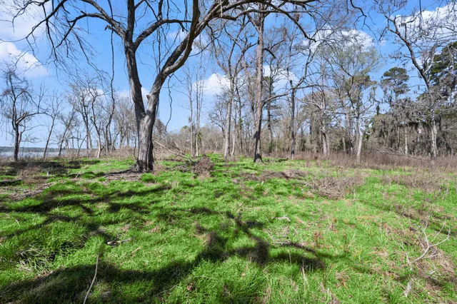 a view of backyard with tree