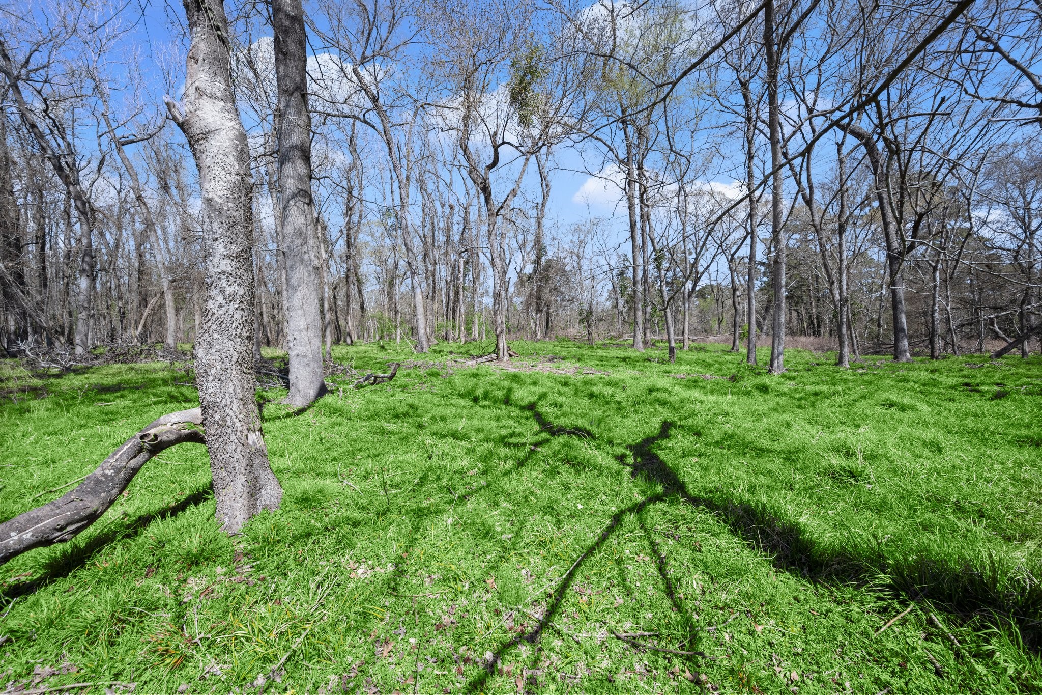 2405 Barrett's Landing Road Trinity, TX 75862 - Photo 39 of 48 a backyard of a house with lots of green space
