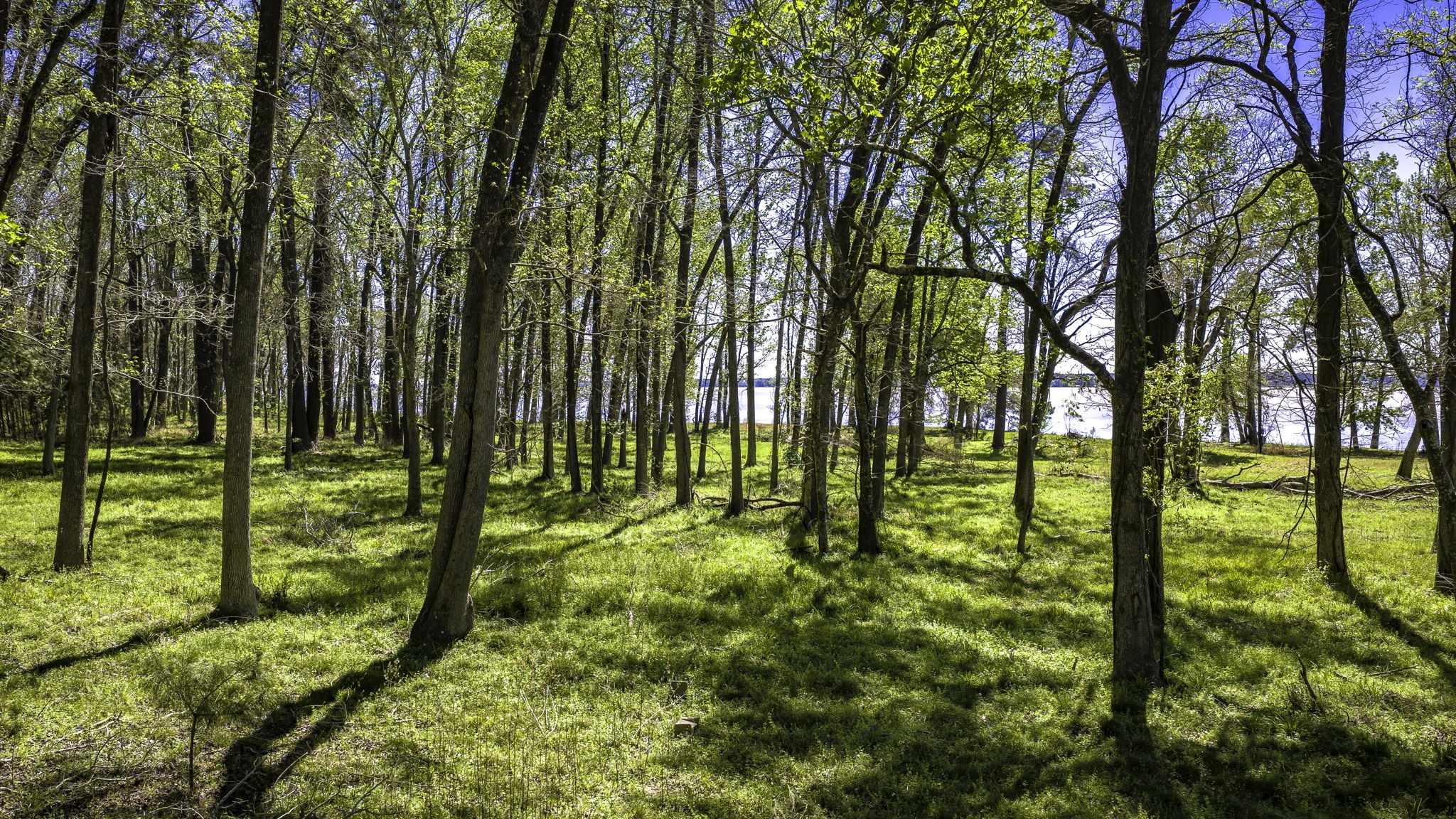 2405 Barrett's Landing Road Trinity, TX 75862 - Photo 5 of 30 a view of yard from a tree