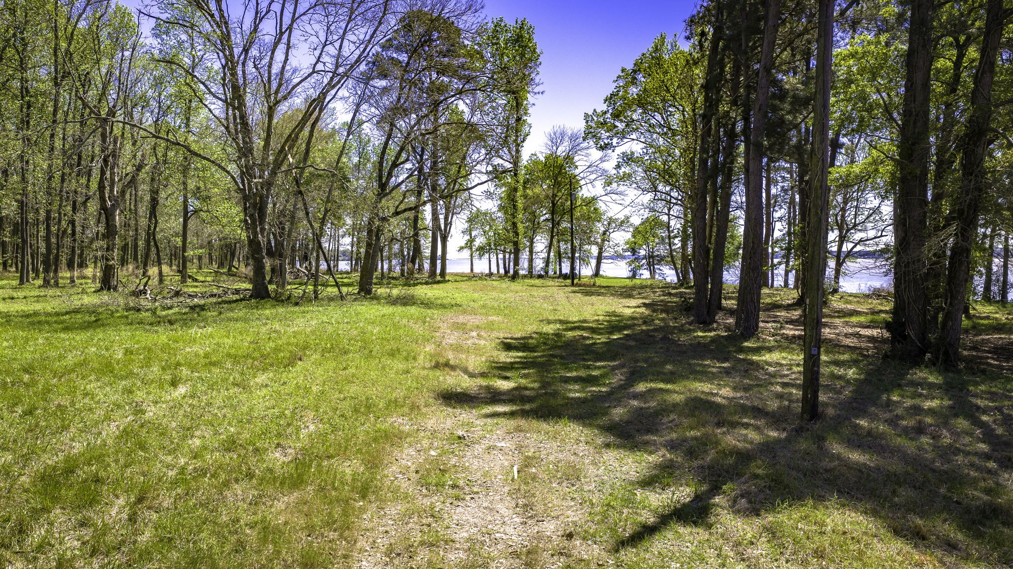 2405 Barrett's Landing Road Trinity, TX 75862 - Photo 7 of 30 a view of yard with trees
