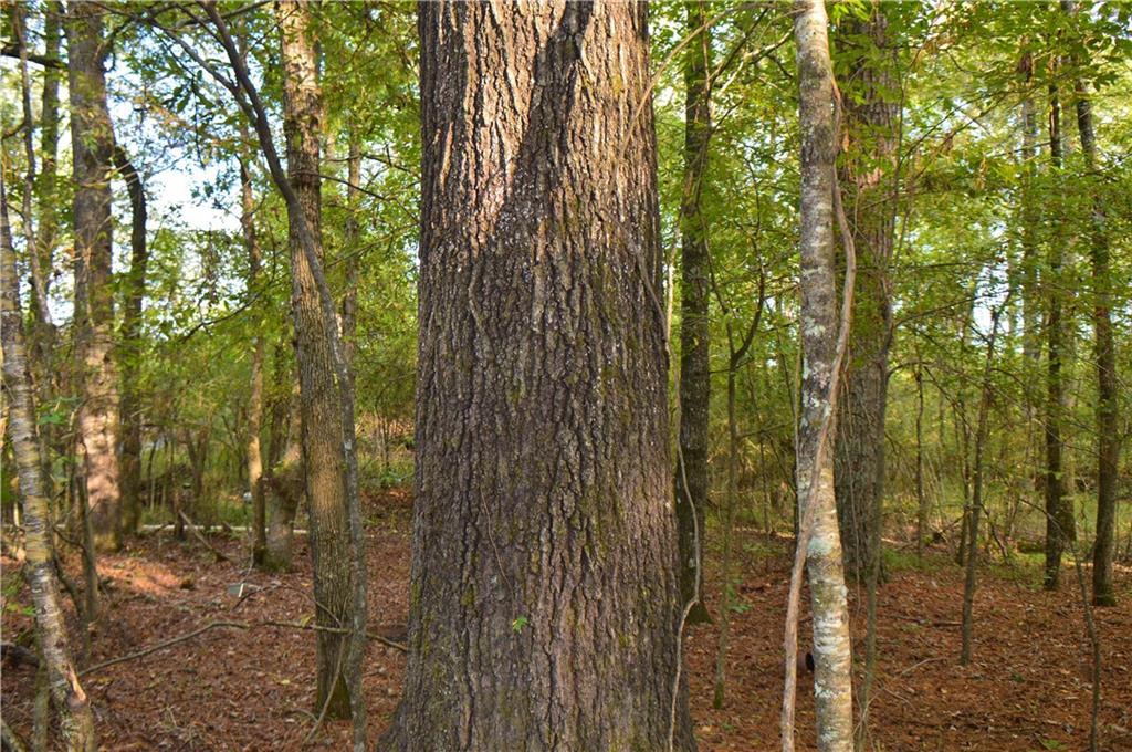 0 Searcy Eden Road Trout, LA 71371 - Photo 13 of 25 Gallery Image 13