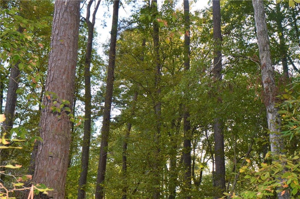 0 Searcy Eden Road Trout, LA 71371 - Photo 15 of 25 Gallery Image 15