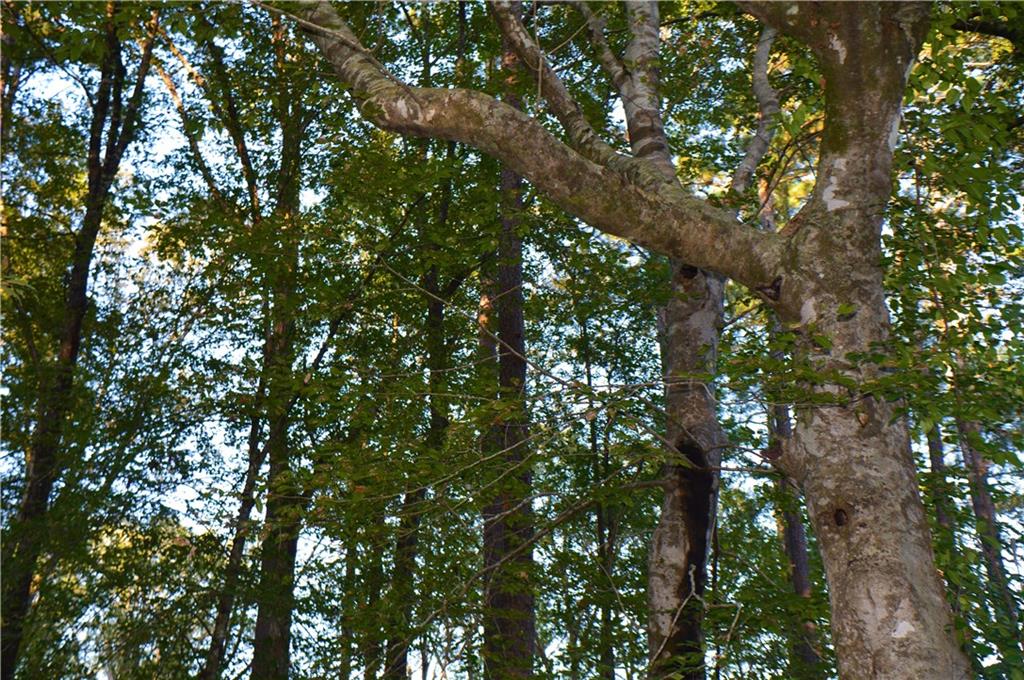 0 Searcy Eden Road Trout, LA 71371 - Photo 22 of 25 Gallery Image 22
